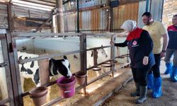 Ari işletme sayısı artıyor