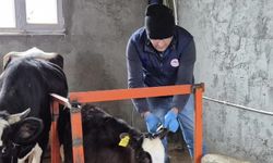 Ekipler hayvan sağlığı için sahada