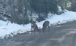 Karacalar su içerken görüntülendi