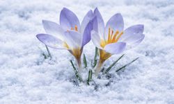 Nadide türü objektiflere yansıdı