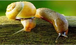 Salyangoz ve sümüklü böcek uyarısı