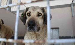 Şikayetler 100'den 20'ye indi