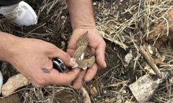 Yanan ormanlık alanda kuzugöbeği mantarı bolluğu