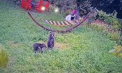 Yavru ayılar bahçeye girdi