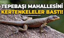 Tepebaşı Mahallesi'ni kertenkeleler bastı!