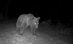 Boz ayılar fotokapanla görüntülendi