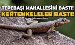 Tepebaşı Mahallesi'ni kertenkeleler bastı!