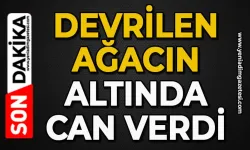 Devrilen ağacın altında kalan işçi hayatını kaybetti