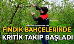 Fındık bahçelerinde kritik takip başladı