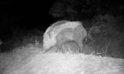 Karabük'te fotokapan yaban hayatını gözler önüne serdi