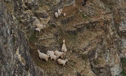 Kayalıklardaki sürüye cansiparane kurtarma