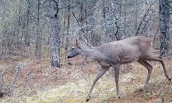 Karabük ormanlarının zarif sakinleri böyle görüntülendi