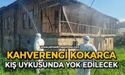 Kahverengi kokarca kış uykusunda yok edilecek
