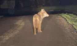Yerleşim yerine inen kurt görüntülendi