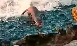 Su samuru vatandaşları heyecanlandırdı