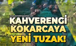 Kahverengi kokarcaya yeni tuzak!