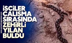 İşçiler çalışma sırasında zehirli yılan buldu: Korku dolu anlar...