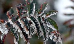 Üreticilere 'zirai don' uyarısı