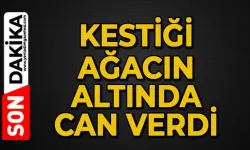 Kestiği ağacın altında kalan işçi hayatını kaybetti