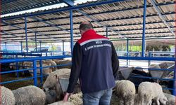 Bolu'da kurban pazarlarına yönelik denetim yapıldı