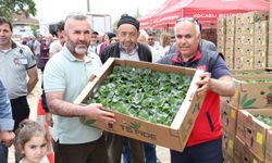 Çiftçiye 500 bin sebze fidesi desteği