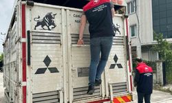 Düzce'de artan hayvan haraketliliği denetim altında