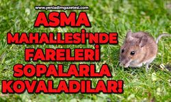 Asma Mahallesi'nde fareleri sopalarla kovaladılar!