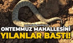 Ontemmuz Mahallesi'ni yılanlar bastı!