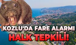 Kozlu'da fare alarmı: Halk tepkili!
