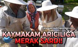 Kaymakam arıcılığa merak sardı!