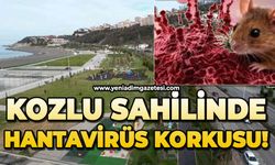 Kozlu sahilinde hantavirüs korkusu