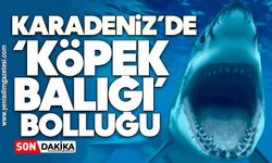 Karadeniz’de ‘köpek balığı’ bolluğu