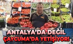 Antalya’da değil Çaycuma’da yetişiyor