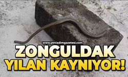 Zonguldak'ta her taraftan yılanlar çıkıyor