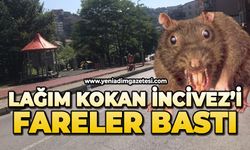Lağım kokan İncivez’i fareler bastı!