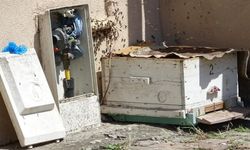 Doğal gaz kutusuna yuva yapan arılar tedirgin etti