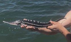 Ağlara takılan mersin balığı yeniden denize salındı