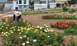 15 bin gülün açtığı bahçede görsel şölen