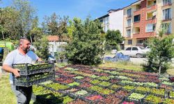 Belediye 70 bin çiçekle ilçeyi rengarenk yapacak