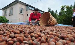 Düzce'den AB ülkelerine 5 bin 291 ton fındık ihraç edildi
