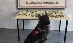 Jandarmadan peş peşe uyuşturucu ve kaçakçılık operasyonları: 3 tutuklama