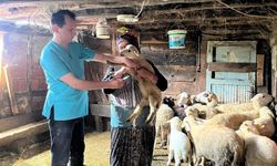 Küçükbaş hayvanlarda kayıt ve sağlık kontrolleri yapıldı
