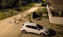 Mahallede köpek sürüsü tedirginliği