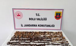 Yabani salep toplayan 3 kişiye rekor ceza: 2 milyon 97 bin TL