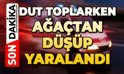Dut toplarken ağaçtan düşen adam yaralandı