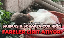 Sarmaşık sokakta çöp krizi: Fareler cirit atıyor!