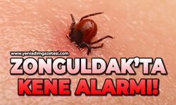 Zonguldak'ta kene alarmı!