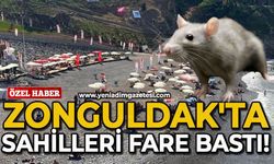 Zonguldak sahillerini fareler bastı!