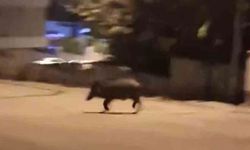 Mahalleye inen domuzları böyle kovaladı