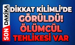 Dikkat Kilimli'de görüldü: Ölümcül tehlikesi var